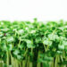 The Best Foods to Fight H. Pylori